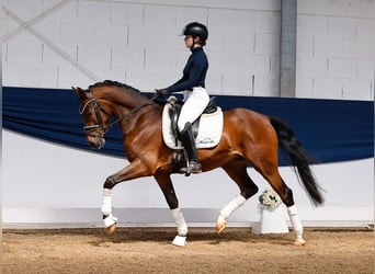 German Riding Pony, Gelding, 4 years, 14,2 hh, Brown