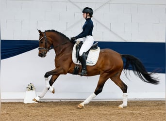German Riding Pony, Gelding, 4 years, 14,2 hh, Brown