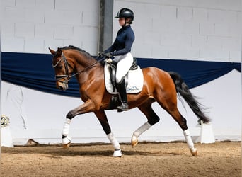 German Riding Pony, Gelding, 4 years, 14,2 hh, Brown