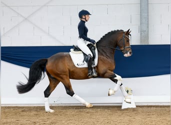German Riding Pony, Gelding, 4 years, 14,2 hh, Brown