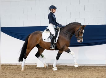 German Riding Pony, Gelding, 4 years, 14,2 hh, Brown