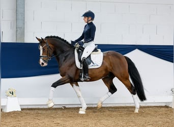 German Riding Pony, Gelding, 4 years, 14,2 hh, Brown