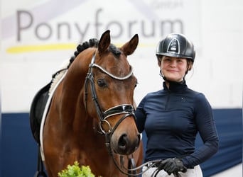 German Riding Pony, Gelding, 4 years, 14,2 hh, Brown