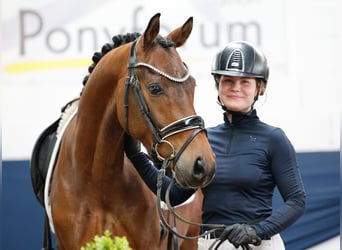 German Riding Pony, Gelding, 4 years, 14,2 hh, Brown