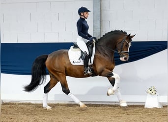 German Riding Pony, Gelding, 4 years, 14,2 hh, Brown