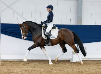 German Riding Pony, Gelding, 4 years, 14,2 hh, Brown