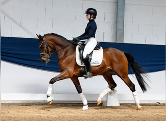 German Riding Pony, Gelding, 4 years, 14,2 hh, Brown