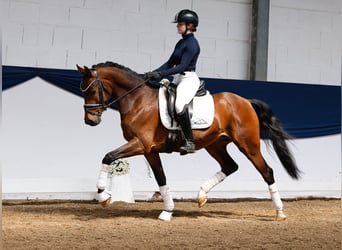 German Riding Pony, Gelding, 4 years, 14,2 hh, Brown