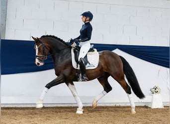 German Riding Pony, Gelding, 4 years, 14,2 hh, Brown