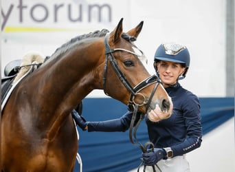 German Riding Pony, Gelding, 4 years, 14,2 hh, Brown