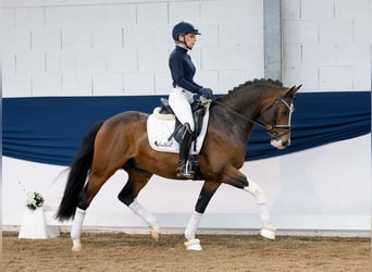 German Riding Pony, Gelding, 4 years, 14,2 hh, Brown