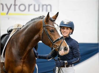 German Riding Pony, Gelding, 4 years, 14,2 hh, Brown