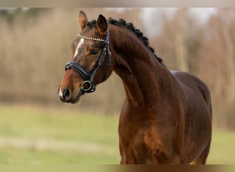 German Riding Pony, Gelding, 4 years, 14,2 hh, Brown