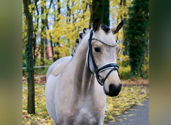 German Riding Pony, Gelding, 4 years, 14,2 hh, Buckskin