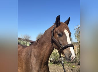 German Riding Pony, Gelding, 4 years, 14,2 hh, Chestnut