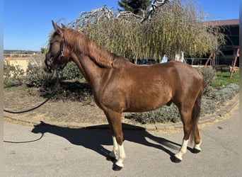 German Riding Pony, Gelding, 4 years, 14,2 hh, Chestnut