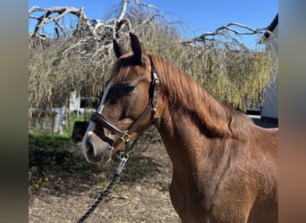 German Riding Pony, Gelding, 4 years, 14,2 hh, Chestnut