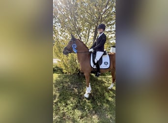 German Riding Pony, Gelding, 4 years, 14,2 hh, Chestnut-Red