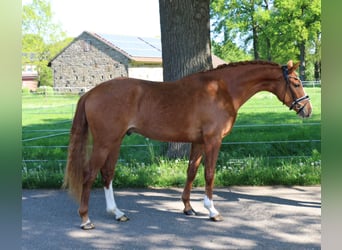 German Riding Pony, Gelding, 4 years, 14,2 hh, Chestnut-Red