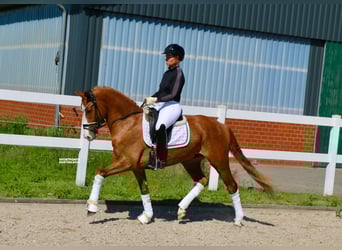 German Riding Pony, Gelding, 4 years, 14,2 hh, Chestnut-Red