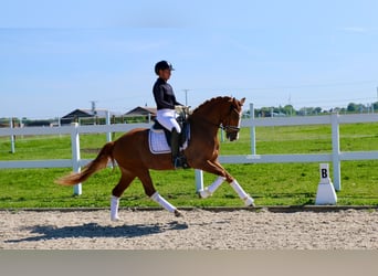 German Riding Pony, Gelding, 4 years, 14,2 hh, Chestnut-Red