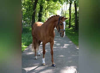 German Riding Pony, Gelding, 4 years, 14,2 hh, Chestnut-Red