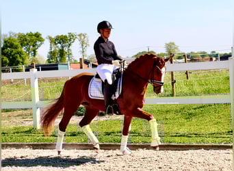 German Riding Pony, Gelding, 4 years, 14,2 hh, Chestnut-Red