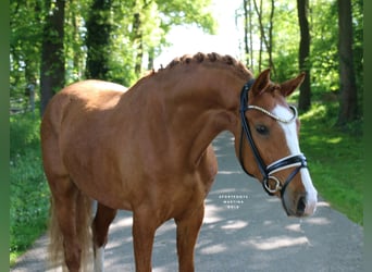 German Riding Pony, Gelding, 4 years, 14,2 hh, Chestnut-Red