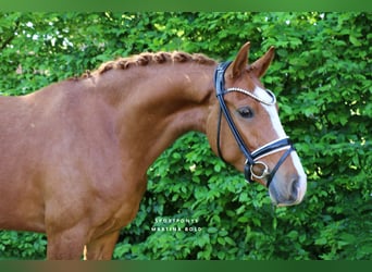 German Riding Pony, Gelding, 4 years, 14,2 hh, Chestnut-Red