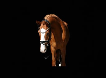 German Riding Pony, Gelding, 4 years, 14,2 hh, Chestnut-Red