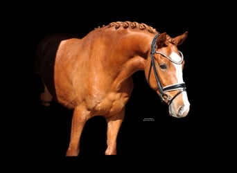 German Riding Pony, Gelding, 4 years, 14,2 hh, Chestnut-Red