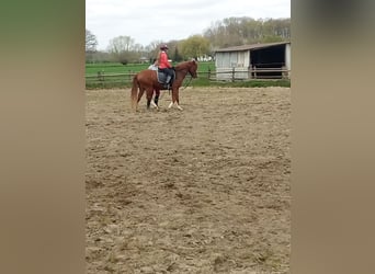 German Riding Pony, Gelding, 4 years, 14,2 hh, Chestnut-Red