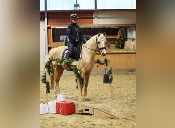 German Riding Pony, Gelding, 4 years, 14,2 hh, Palomino