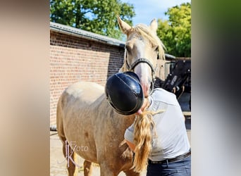 German Riding Pony, Gelding, 4 years, 14,2 hh, Palomino