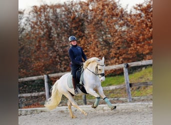 German Riding Pony, Gelding, 4 years, 14,2 hh, Palomino