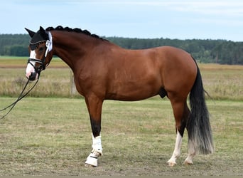 German Riding Pony, Gelding, 4 years, 14,3 hh, Brown