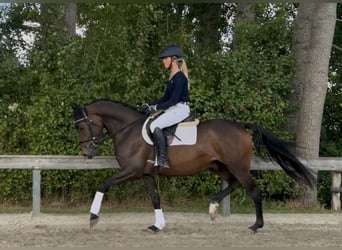 German Riding Pony, Gelding, 4 years, 14,3 hh, Brown