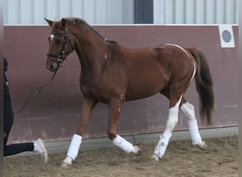 German Riding Pony Mix, Gelding, 4 years, 14,3 hh, Chestnut