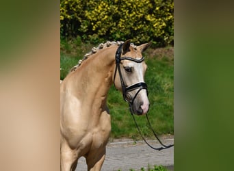 German Riding Pony, Gelding, 4 years, 14,3 hh, Palomino