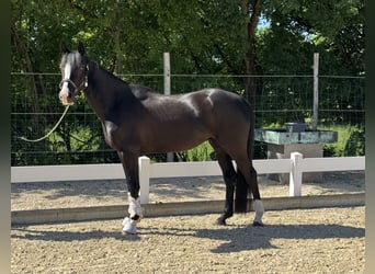 German Riding Pony, Gelding, 4 years, 15.1 hh, Black