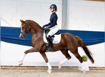 German Riding Pony, Gelding, 4 years, 15.1 hh, Chestnut