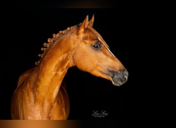 German Riding Pony, Gelding, 4 years, 15.1 hh, Chestnut-Red