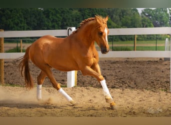 German Riding Pony, Gelding, 4 years, 15.1 hh, Chestnut-Red