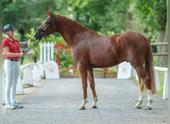 German Riding Pony, Gelding, 4 years, 15,1 hh, Chestnut-Red