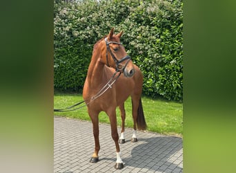 German Riding Pony Mix, Gelding, 4 years, 15.1 hh, Chestnut-Red