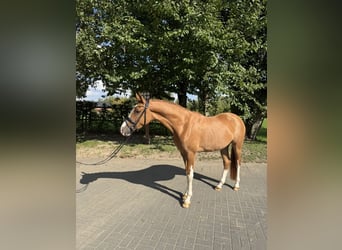 German Riding Pony, Gelding, 4 years, 15.1 hh, Chestnut-Red