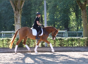 German Riding Pony, Gelding, 4 years, 15.1 hh, Chestnut-Red