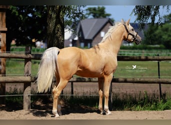 German Riding Pony, Gelding, 4 years, 15.1 hh, Palomino