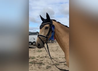German Riding Pony, Gelding, 4 years, 15.2 hh, Buckskin