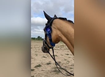 German Riding Pony, Gelding, 4 years, 15.2 hh, Buckskin